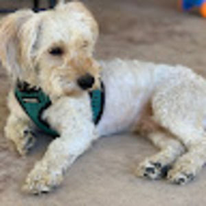 Meet your Posher, Mia